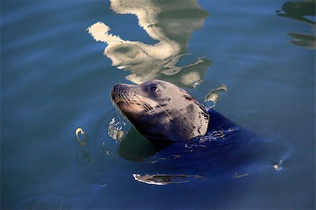 simsearch:400-07232278,k - Gray seals in bay in California Foto de stock - Royalty-Free Super Valor e Assinatura, Número: 400-07232263
