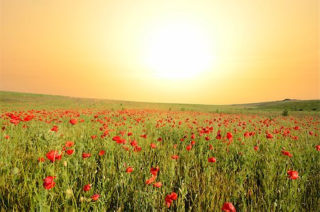 poppies on the horizon - field with green grass and red poppies against the sunset sky Stock Photo - Budget Royalty-Free & Subscription, Code: 400-07244027