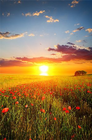 field with green grass and red poppies against the sunset sky Stock Photo - Budget Royalty-Free & Subscription, Code: 400-07244031