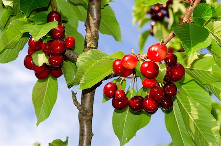 simsearch:400-06855989,k - cherries on a branch with green leaves Photographie de stock - Aubaine LD & Abonnement, Code: 400-07244032