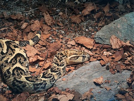 simsearch:400-07244183,k - Common African Venomous Snake Bitis Arietans, Puff Adder Stock Photo - Budget Royalty-Free & Subscription, Code: 400-07244177