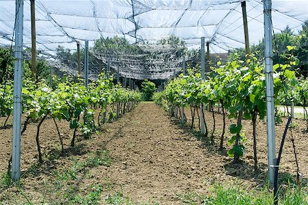 simsearch:689-03129183,k - Vineyard Protected by Nets from Birds and Hail Storms Fotografie stock - Microstock e Abbonamento, Codice: 400-07244202