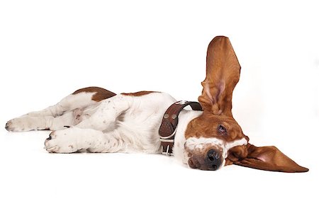 simsearch:400-06758887,k - Basset raised ear and lies on a white background in studio Stock Photo - Budget Royalty-Free & Subscription, Code: 400-07244410