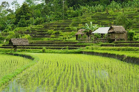 terraced rice fields in bali indonesia Foto de stock - Super Valor sin royalties y Suscripción, Código: 400-07244526