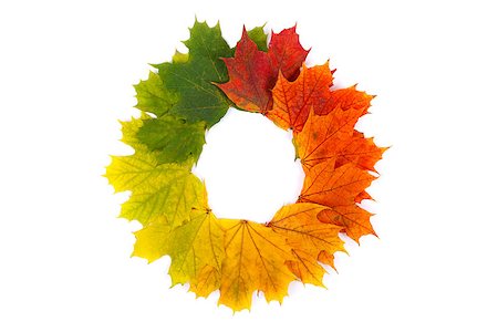Colorful autumn leaves in form of wreath on white background Stock Photo - Budget Royalty-Free & Subscription, Code: 400-07244520