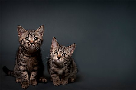 Two British Shorthair kittens on a gray background with space for text. Foto de stock - Super Valor sin royalties y Suscripción, Código: 400-07244595