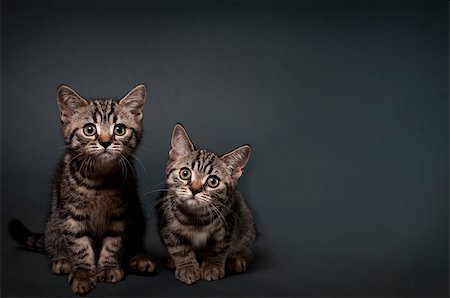 Two British Shorthair kittens on a gray background with space for text. Photographie de stock - Aubaine LD & Abonnement, Code: 400-07244595