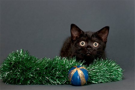 simsearch:400-07299816,k - British Shorthair kitten  with Christmas ornament on a gray background. Fotografie stock - Microstock e Abbonamento, Codice: 400-07244597