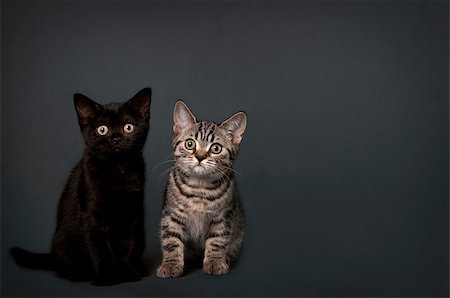 Two British Shorthair kittens on a gray background with space for text. Fotografie stock - Microstock e Abbonamento, Codice: 400-07244598