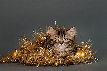 enduro (artist) - British Shorthair kitten  with Christmas ornament on a gray background. Stock Photo - Budget Royalty-Free & Subscription, Code: 400-07244599