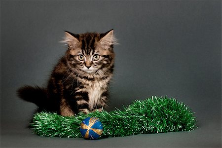 simsearch:400-07299816,k - British Shorthair kitten  with Christmas ornament on a gray background. Fotografie stock - Microstock e Abbonamento, Codice: 400-07244601