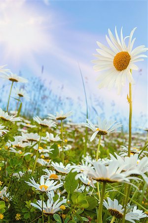 simsearch:400-04830667,k - daisy flower against blue sky with shallow focus Photographie de stock - Aubaine LD & Abonnement, Code: 400-07244638