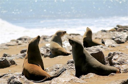 simsearch:400-07666513,k - Colony of seals at Cape Cross Reserve, Atlantic Ocean coast in Namibia. Photographie de stock - Aubaine LD & Abonnement, Code: 400-07245137