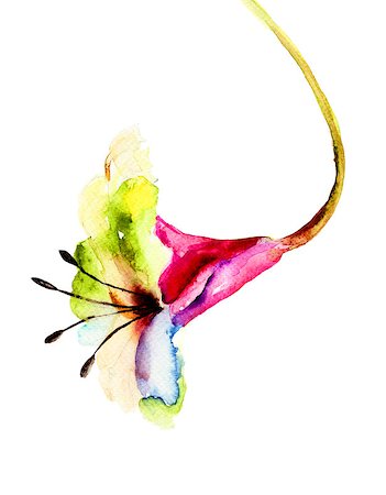 simsearch:400-06202782,k - Original Lily flower, watercolor illustration Stock Photo - Budget Royalty-Free & Subscription, Code: 400-07245326
