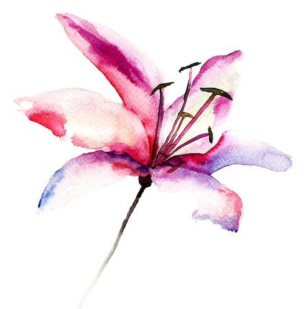 simsearch:400-06202782,k - Beautiful Lily flowers, watercolor illustration Stock Photo - Budget Royalty-Free & Subscription, Code: 400-07245329