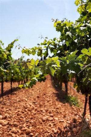 Summer vineyard in Spain, Majorca island Photographie de stock - Aubaine LD & Abonnement, Code: 400-07245420