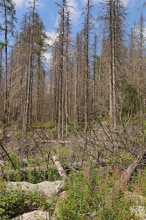 simsearch:696-03395999,k - dead trees in a mountain forest Photographie de stock - Aubaine LD & Abonnement, Code: 400-07245457