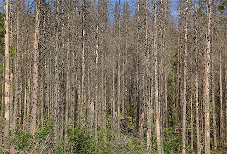 simsearch:696-03395999,k - destructed dead trees in a forest Photographie de stock - Aubaine LD & Abonnement, Code: 400-07245458