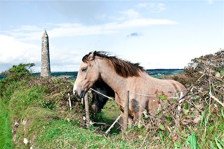 two Irish horses and ancient round tower in the beautiful Ardmore countryside of county Waterford Ireland Foto de stock - Super Valor sin royalties y Suscripción, Código: 400-07245558
