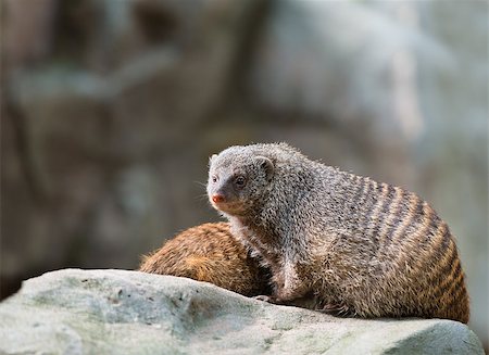 Two banded mongooses (Mungos mungo) on a stone Stock Photo - Budget Royalty-Free & Subscription, Code: 400-07245552