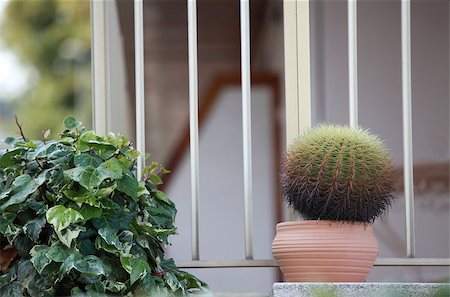 pot plant on window sill - cactus in a pot on the windowsill Stock Photo - Budget Royalty-Free & Subscription, Code: 400-07245567