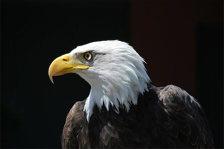 Royal eagle bird - Canada Photographie de stock - Aubaine LD & Abonnement, Code: 400-07245582