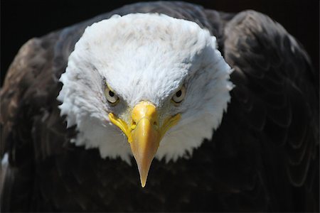 Royal eagle bird - Canada Photographie de stock - Aubaine LD & Abonnement, Code: 400-07245583