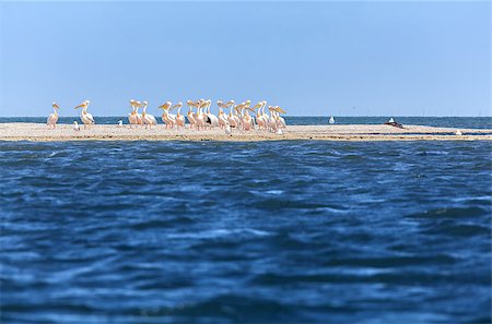 fogen (artist) - flock of pink pelicans fly over the water Stockbilder - Microstock & Abonnement, Bildnummer: 400-07245715