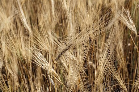 fogen (artist) - Wheat field. Stockbilder - Microstock & Abonnement, Bildnummer: 400-07245718
