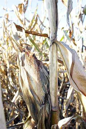 A closeup of a dry corn stalk Stock Photo - Budget Royalty-Free & Subscription, Code: 400-07245997