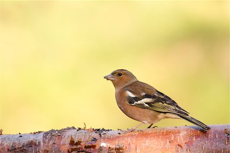 simsearch:400-04266149,k - Chaffinch  "Fringilla coelebs" perched on a log Stock Photo - Budget Royalty-Free & Subscription, Code: 400-07246070