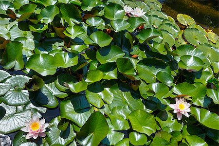 simsearch:851-02959686,k - Blossom pink water lily in park. Photographie de stock - Aubaine LD & Abonnement, Code: 400-07246096