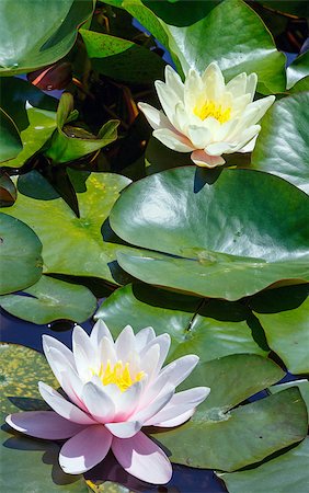simsearch:851-02959686,k - Blossom pink water lily in park. Photographie de stock - Aubaine LD & Abonnement, Code: 400-07246097