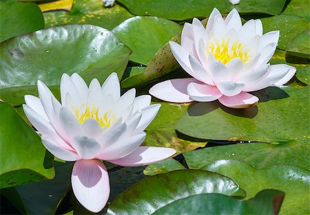 simsearch:851-02959686,k - Blossom pink water lily in park. Photographie de stock - Aubaine LD & Abonnement, Code: 400-07246098