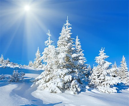simsearch:400-07101023,k - Morning winter mountain landscape with fir trees on slope and sunshine. Photographie de stock - Aubaine LD & Abonnement, Code: 400-07246185