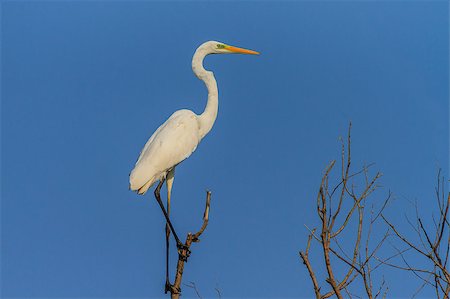 great white egret (egretta alba) in Danube Delta, Romania Stock Photo - Budget Royalty-Free & Subscription, Code: 400-07246203