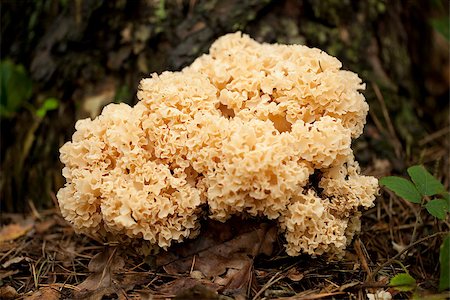 yellow edible mushroom( Sparassis crispa) in forest Stock Photo - Budget Royalty-Free & Subscription, Code: 400-07246353
