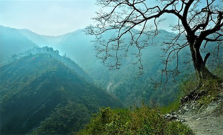dracozlat (artist) - cyan blue mountain ranges in the haze with dark tree. Himalaya, Uttarakhand Stockbilder - Microstock & Abonnement, Bildnummer: 400-07246559