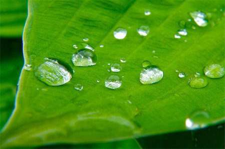 simsearch:400-04885204,k - Water drops on green leaf. Macro closeup detail. Background. Photographie de stock - Aubaine LD & Abonnement, Code: 400-07246672