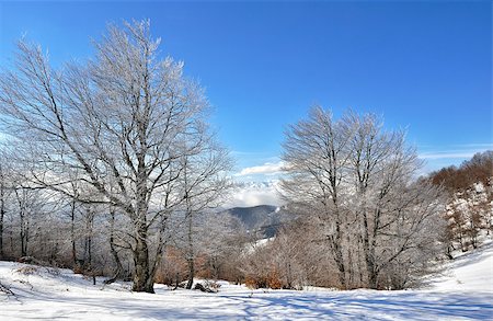 Winter on the mountain from Macedonia - Europe Stock Photo - Budget Royalty-Free & Subscription, Code: 400-07246839
