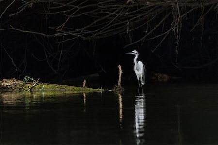simsearch:400-08861264,k - Little egret (Egretta garzetta) standing on a lake. Danube Delta, Romania Photographie de stock - Aubaine LD & Abonnement, Code: 400-07246882