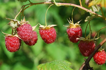 Ripe raspberries grow on a tree. The time of harvest. Stock Photo - Budget Royalty-Free & Subscription, Code: 400-07246905