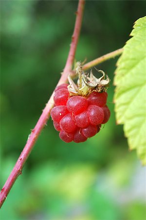 Ripe raspberries grow on a tree. The time of harvest. Stock Photo - Budget Royalty-Free & Subscription, Code: 400-07246901