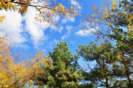 reaching for leaves - fall treetops in autumn Stock Photo - Budget Royalty-Free & Subscription, Code: 400-07246913
