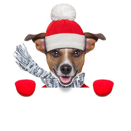 funny freezing cold photos - winter christmas dog with red gloves and pullover behind blank banner Stock Photo - Budget Royalty-Free & Subscription, Code: 400-07247015