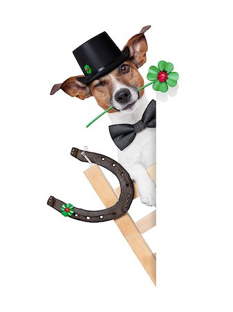 simsearch:400-08155906,k - lucky chimney dog on a ladder with a four  leaf clover beside a blank banner Stock Photo - Budget Royalty-Free & Subscription, Code: 400-07247037