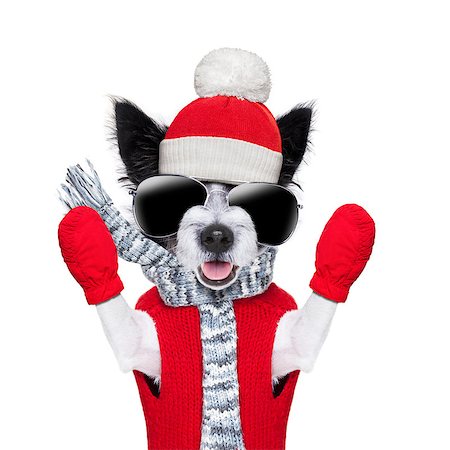 simsearch:400-07050961,k - winter christmas dog with red gloves and pullover Stock Photo - Budget Royalty-Free & Subscription, Code: 400-07247044