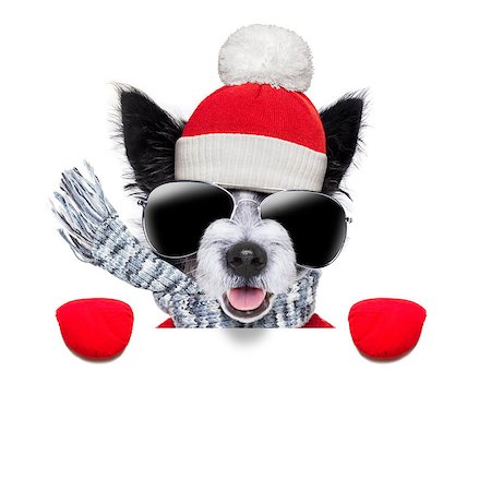 simsearch:400-07050961,k - winter christmas dog with red gloves and pullover behind blank banner Stock Photo - Budget Royalty-Free & Subscription, Code: 400-07247042