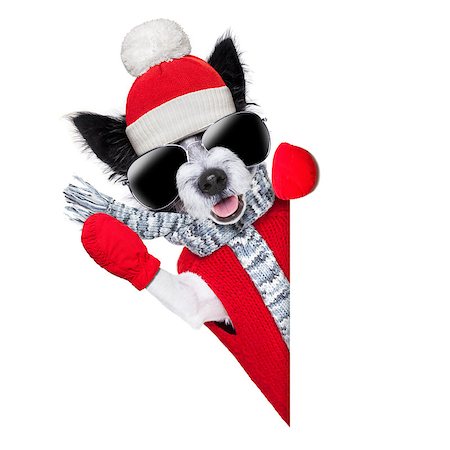dog christmas background - winter christmas dog with red gloves and pullover behind blank banner Stock Photo - Budget Royalty-Free & Subscription, Code: 400-07247043