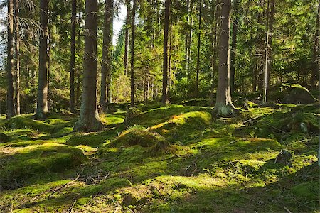 erle - The primeval forest with mossed ground-HDR Stockbilder - Microstock & Abonnement, Bildnummer: 400-07247230